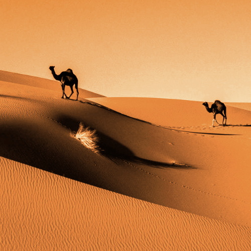 sahara2