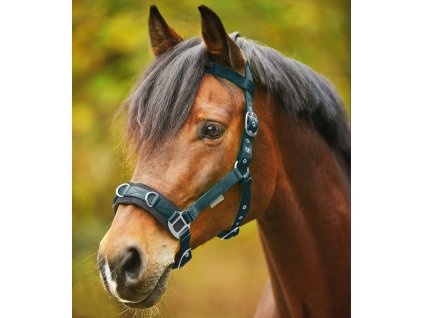 Economic Lunging Halter - fir green