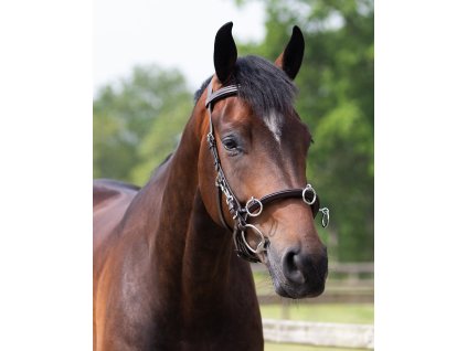 Cavesson/bridle QHP, brown