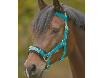 Economic Lunging Halter - azure blue