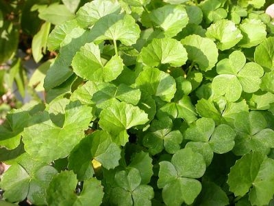 Centella20Asiatica