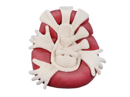 407 hnizdecko intensive vnitrni cast objimaci ruce 3 cervena