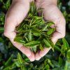 JASMINE GREEN TEA lifestyle 3