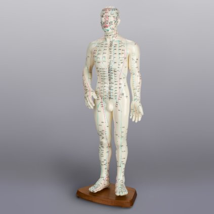 Model muz 50cm