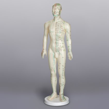 Model muz 60cm