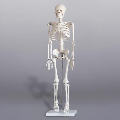 Model kostra