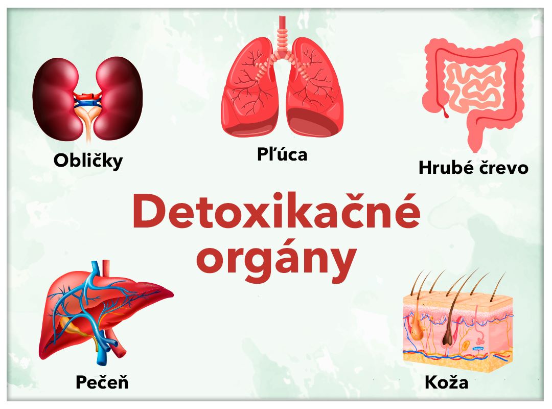 Detoxikacne organy