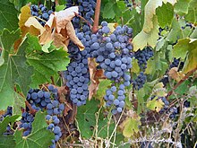 Clare_Valley_Cabernet_Sauvignon