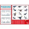 121765 2 pigeons 1 35