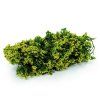 128869 2 shrubs goldfinger