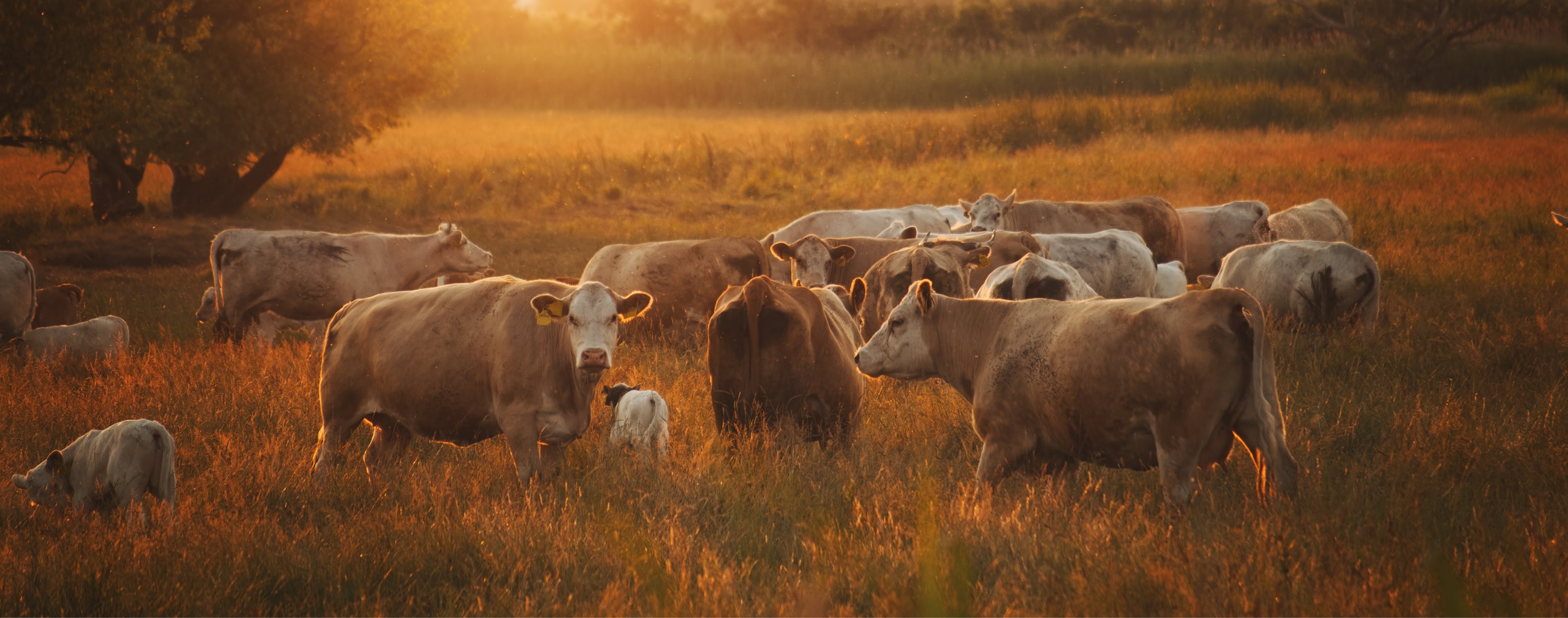 Zemědělské směsi
