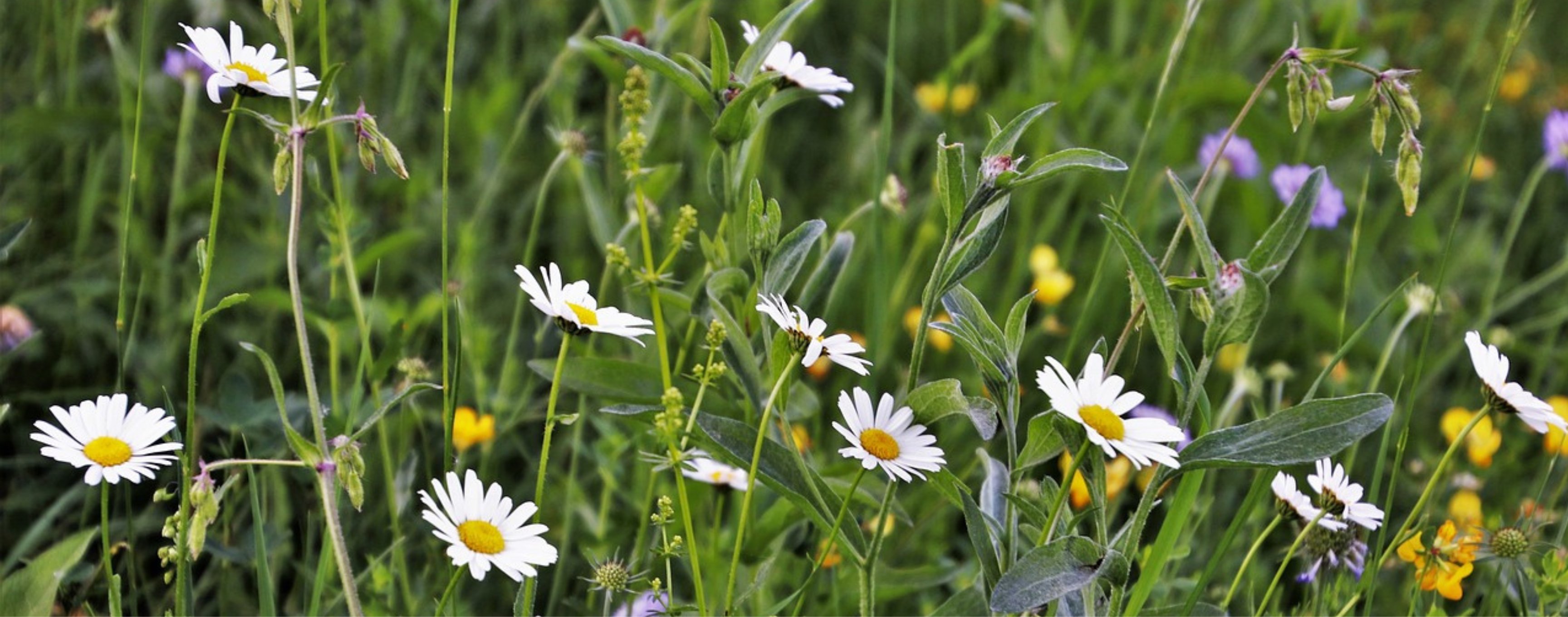 Tajemství květnatých luk