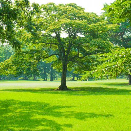 TRAVNÍ SMĚS PARK 2 kg