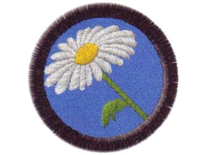 kopretina nasivka
