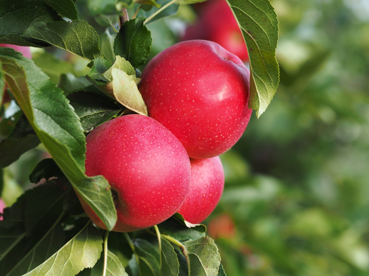 Jablka ze sadů Bříství