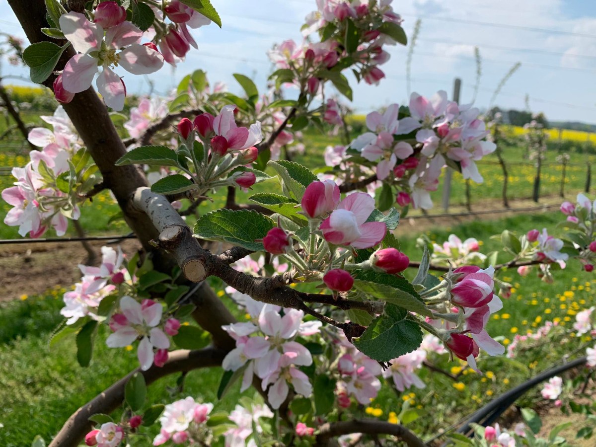 Jablka v sadech Bříství