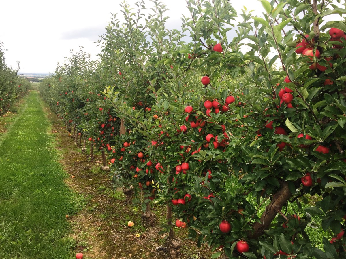 Jablka ze sadů Bříství