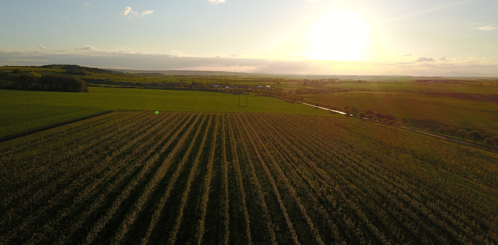 Jablka v sadech Bříství