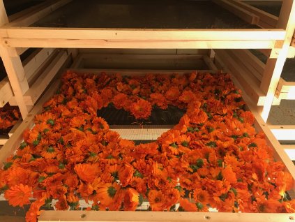 Měsíček lékařský srdce