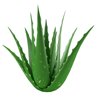 aloe-vera