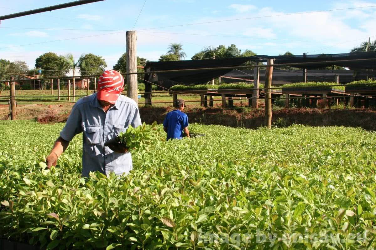 vivero-yerba-mate1-hd-1024x683-1