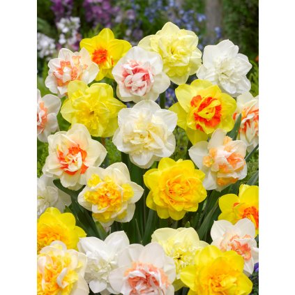 Mix plnokvětých narcisů 30 ks (Velikost cibulí 14/16)