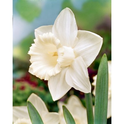 13281 narcis mount hood 5 ks