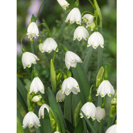 Bledule letní­ 'Leucojum aestivum' 10 ks (Velikost 7/8)