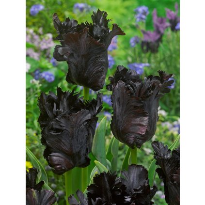 3530 1 tulipan black parrot 5 ks