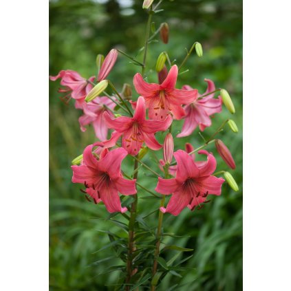 Pink Flight 2592x3888 (1)