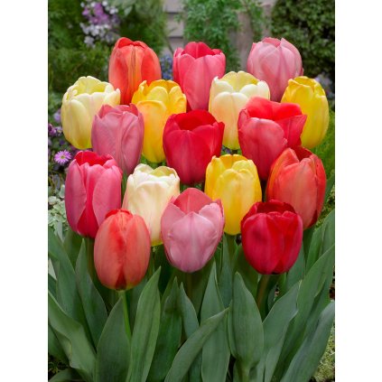 Mix darwinových tulipánů 30 ks (Velikost hlíz 12+)