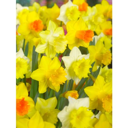Mix narcisů Large flowering 30 ks (Velikost cibulí 14/16)
