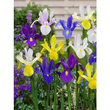 13572 mix kosatcu 30 ks