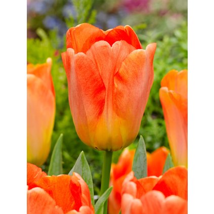 FA 14 0077 Tulipa Daydream