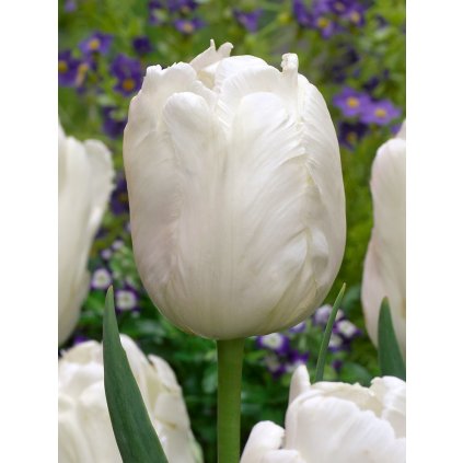 3548 1 tulipan white parrot 5 ks