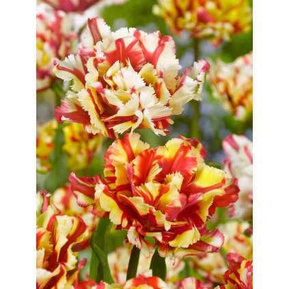 3551 1 tulipan double flaming parrot 3 ks