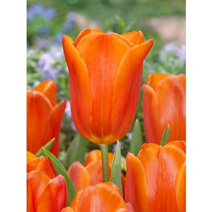 FA 20 0272 Tulipa Prinses catharina amalia
