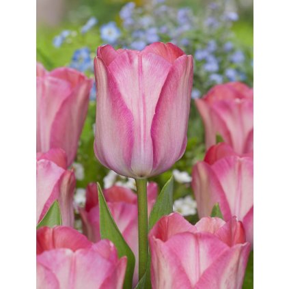 FA 22 0237 Tulipa Pink Sound van Eijk