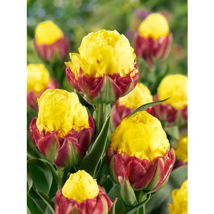 16740 tulipan ice cream banana 3 ks