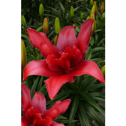 Bald Eagle 2592x3888 (1)