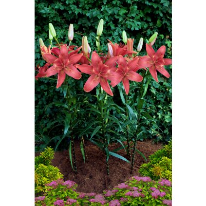 Hotpants 2592x3888 (2)