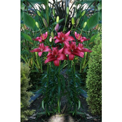 Lemberg 2592x3888 (2)