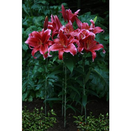 Red Flash 2592x3888 (1)