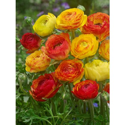 FA 14 0248 Ranunculus Picotee Orange