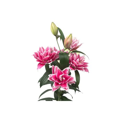 PhotoRoom 20240206 131421