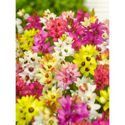 5180 mix duhovnic 50 ks