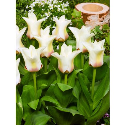 3599 1 tulipan janet 5 ks