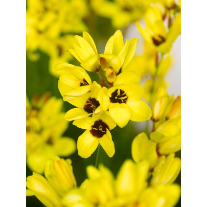 FA 11 0547 Ixia Yellow Emperor
