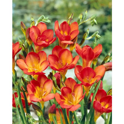 11517 frezie single red 10 ks