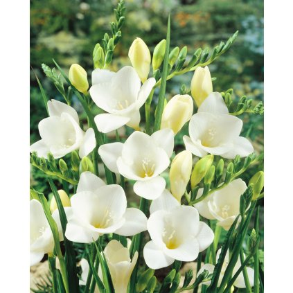 11523 frezie single white 10 ks